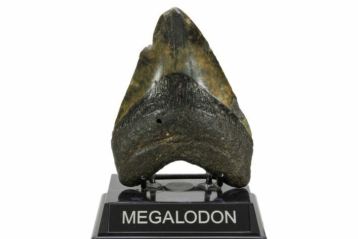 Fossil Megalodon Tooth - North Carolina #378021